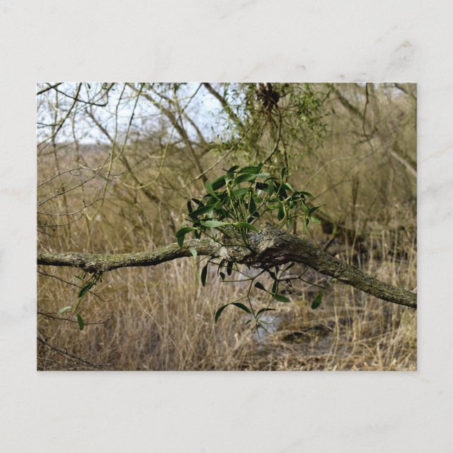 Mistletoe Vykort (Framsida)