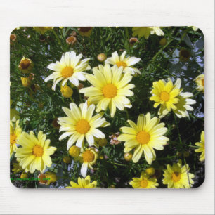 Misty (Agryranthemum) Musmatta