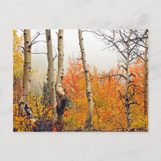 Misty Autumn Aspen Vykort