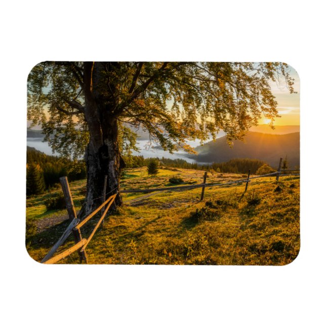 Misty Dawn i en skog Magnet (Horisontell)