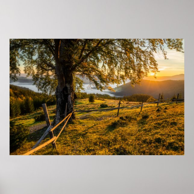 Misty Dawn i en skog Poster (Framsidan)