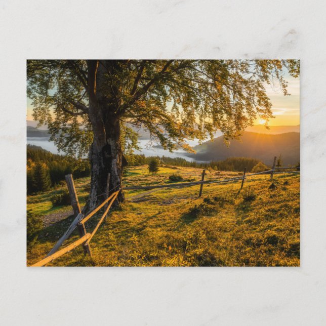 Misty Dawn i en skog Vykort (Framsida)