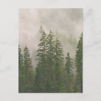 Misty Foggy Forest Träd Vykort