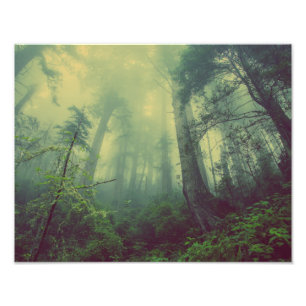 Misty Forest Fototryck