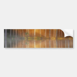 Misty Forest Scene Bildekal