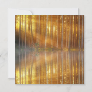 Misty Forest Scene Kort