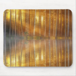 Misty Forest Scene Musmatta