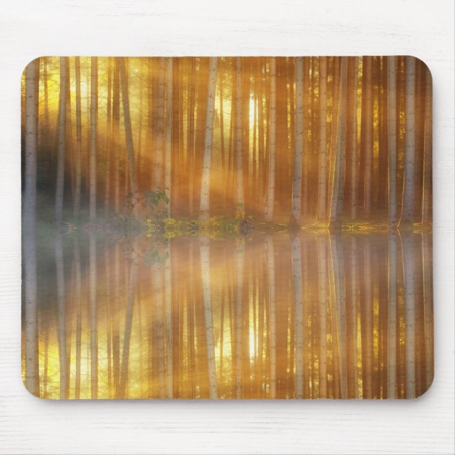 Misty Forest Scene Musmatta (Framsidan)