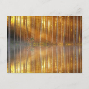 Misty Forest Scene Vykort