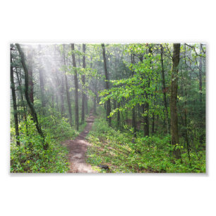 Misty Forest Trail vid Castle Mound Fototryck