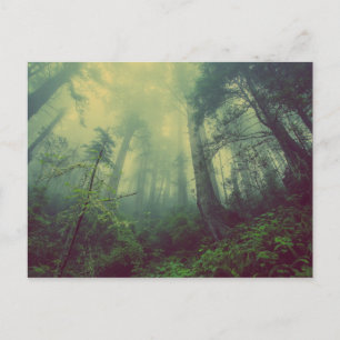 Misty Forest Vykort