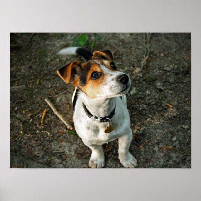 Misty i Skogen Poster (Framsidan)