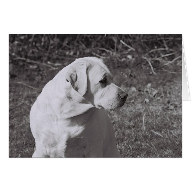 Misty II Hälsningskort (Framsidan Horizontal)