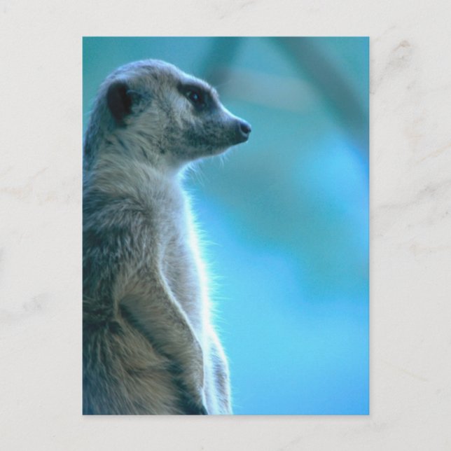 Misty Meerkat Vykort (Framsida)