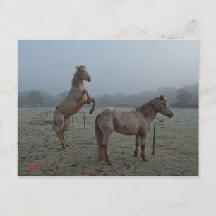 Misty-morgon Vykort