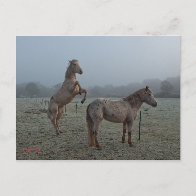 Misty-morgon Vykort (Framsida)