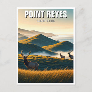 Misty Point Reyes National Seashore Elk Vykort