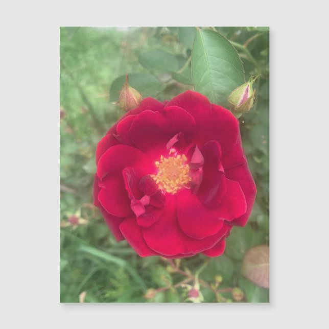 Misty Ro Magnet (Framsida)