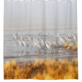 Misty Sandhill Cranes