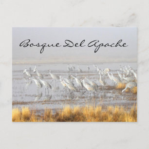 Misty Sandhill Cranes, Bosque del Apache Vykort
