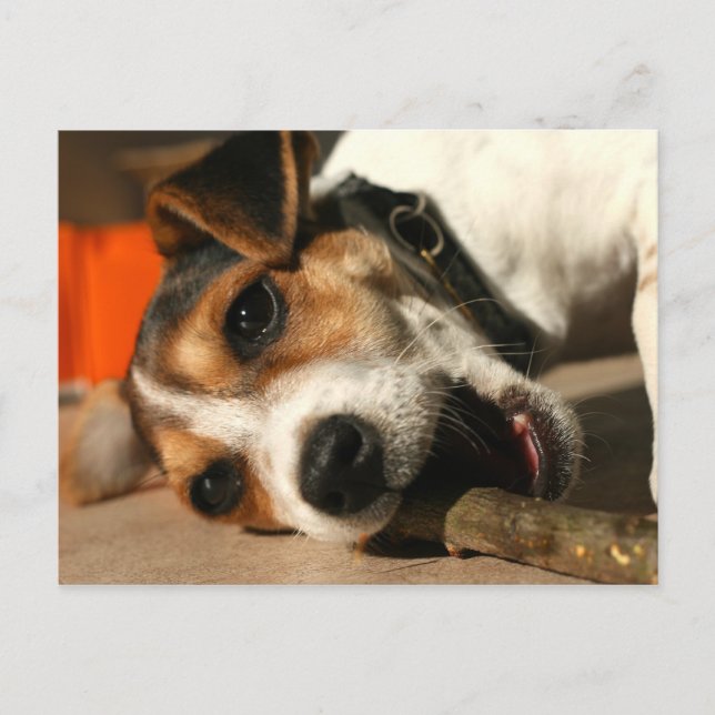 Misty - vykort för Chewing Stick (Framsida)