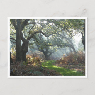 Misty Woodland Postcard Vykort