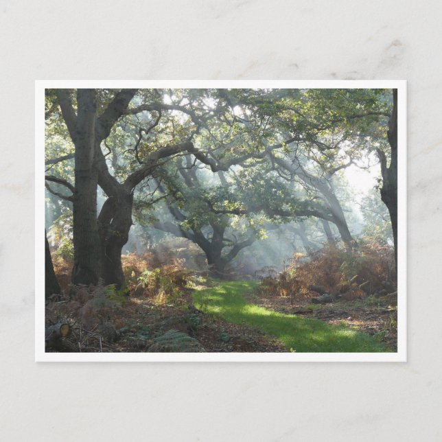 Misty Woodland Postcard Vykort (Framsida)