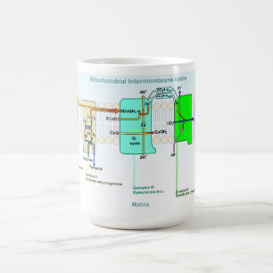 Mitonchondrial Intermembrane utrymmediagram Kaffemugg