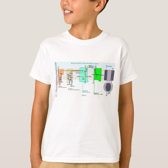 Mitonchondrial Intermembrane utrymmediagram T-shirt (Framsida)