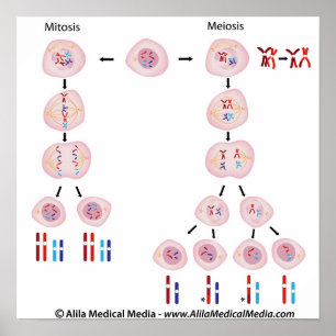 Mitos vs meiosdiagram poster