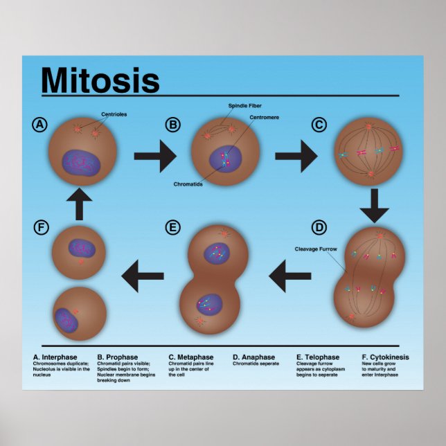 Mitosis Classroom Poster *Uppdaterad* (Framsidan)
