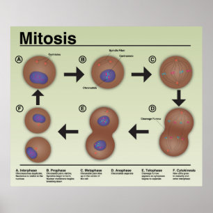 Mitosis Classroom Poster *Uppdaterad*