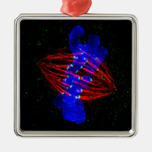 Mitotic Metaphase Julgransprydnad Metall