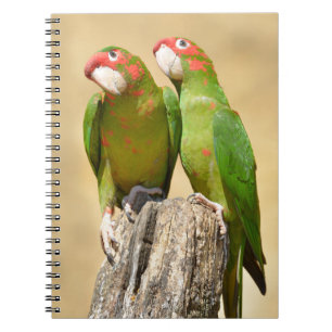 Mitred Parakeet on wood Postcard Square Stick Anteckningsbok