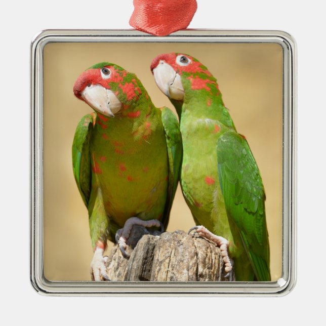 Mitred Parakeet on wood Postcard Square Stick Julgransprydnad Metall (Framsidan)