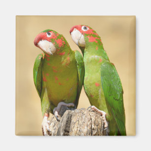 Mitred Parakeet on wood Postcard Square Stick Magnet