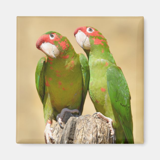 Mitred Parakeet on wood Postcard Square Stick Magnet (Framsidan)