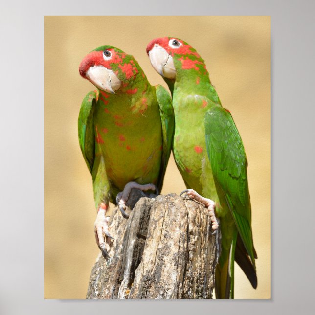 Mitred Parakeet on wood Postcard Square Stick Poster (Framsidan)