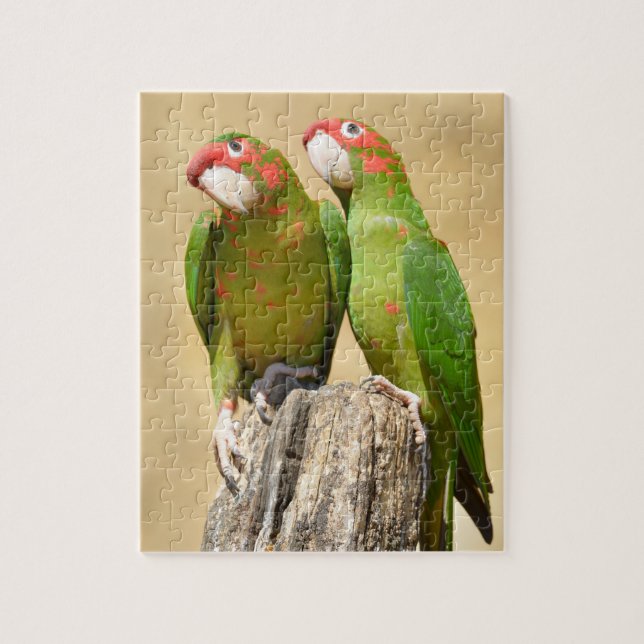 Mitred Parakeet on wood Postcard Square Stick Pussel (Vertikal)