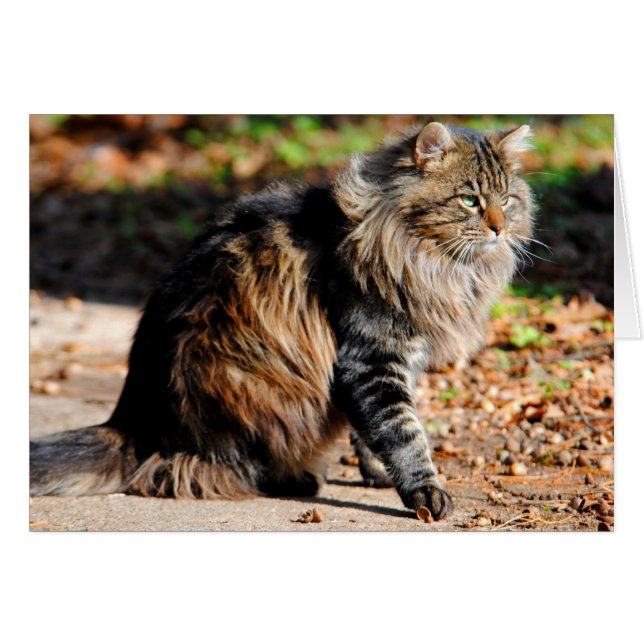 Mitt Acorn Maine Coon Cat Card Hälsningskort (Framsidan Horizontal)