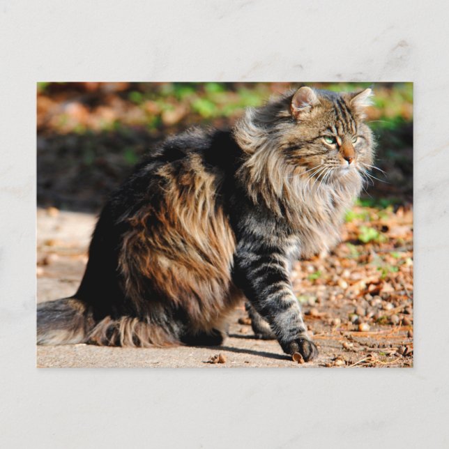 Mitt Acorn Maine Coon Cat-vykort Vykort (Framsida)