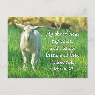 Mitt får hör min röst, John 10:27 Bible Verse Vykort