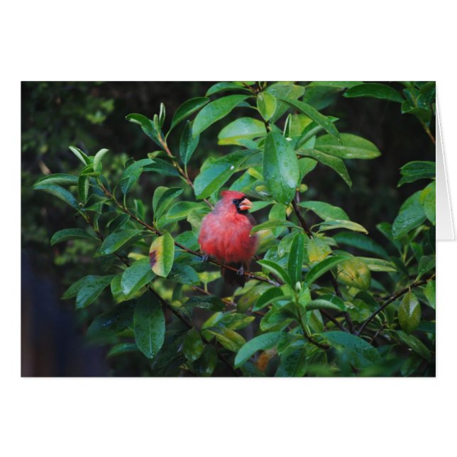 Mitt förtjänstkardinalkort OBS kort (Framsidan Horizontal)