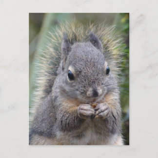 Mitt Friend Fuzzy-vykort Vykort