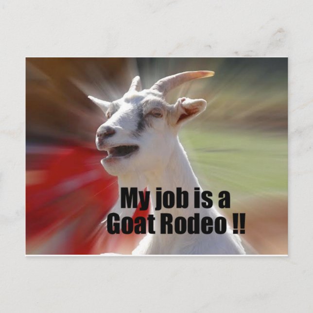 Mitt jobb är ett Goat Rodeo Goat Photography Vykort (Framsida)