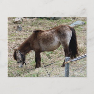 Mitt lilla Pony-vykort Vykort