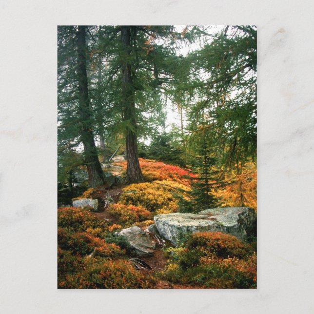 MITT LIV ÄR INTE LODRÄTS TIMME VYKORT (Framsida)