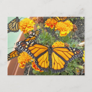 Mitt monarch Butterflies-vycard Vykort