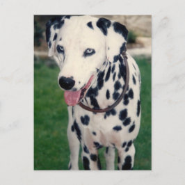 Mitt Pet Friend-foto för Anpassningsbar Vykort