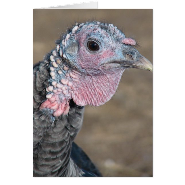 Mitt sällskapsdjur Turkiet Hälsningskort (Framsidan)